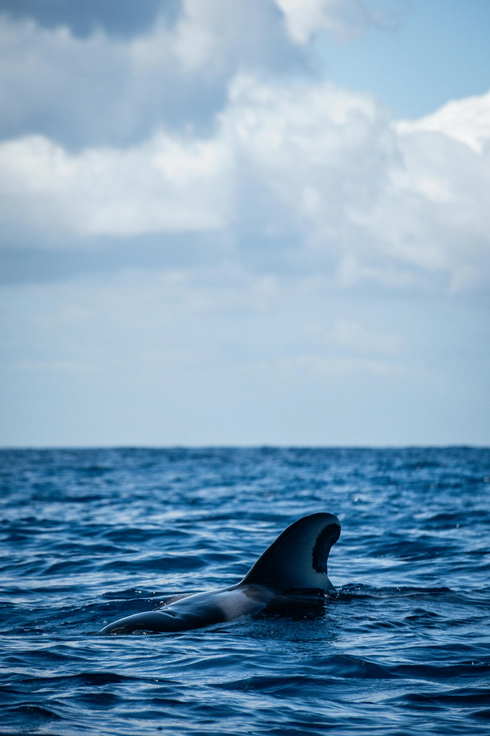 an open mouth or large shark swimming in the water