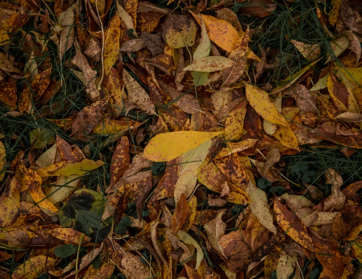 brown leaves in the ground near grass and dirt