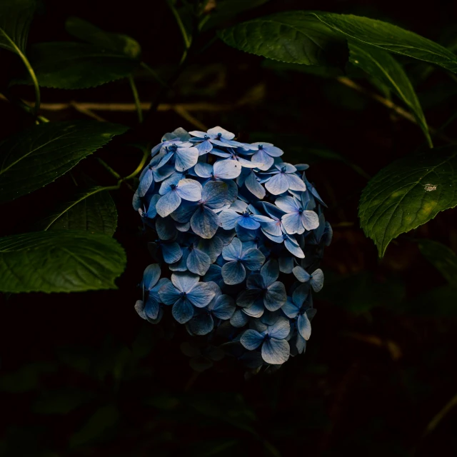 a cluster of blue flowers sits near some green leaves