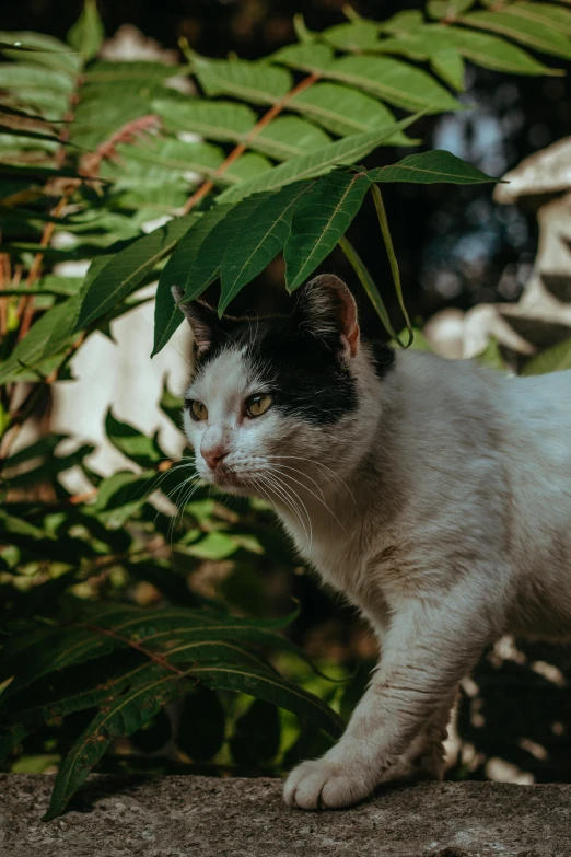 a cat standing under a green leaf next to rocks