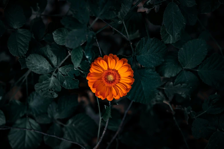 an orange flower surrounded by large green leaves