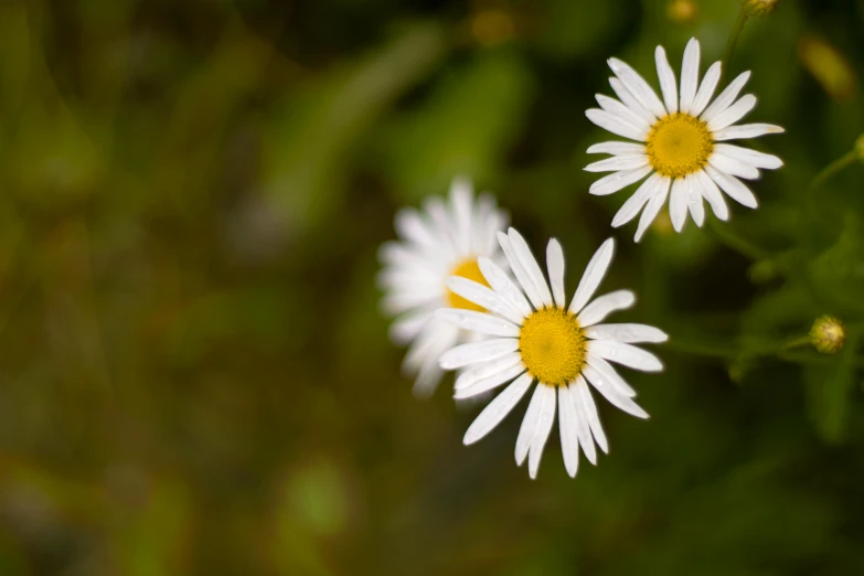 several white flowers with yellow centers in some grass