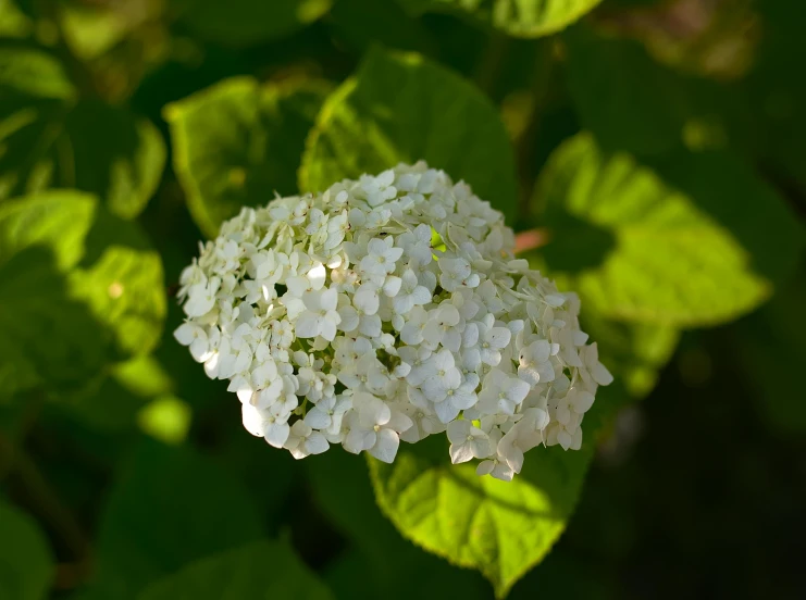 an image of white flower on the nch