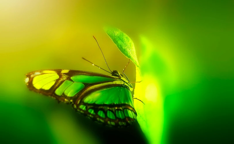 a green erfly with long white wings resting on a leaf