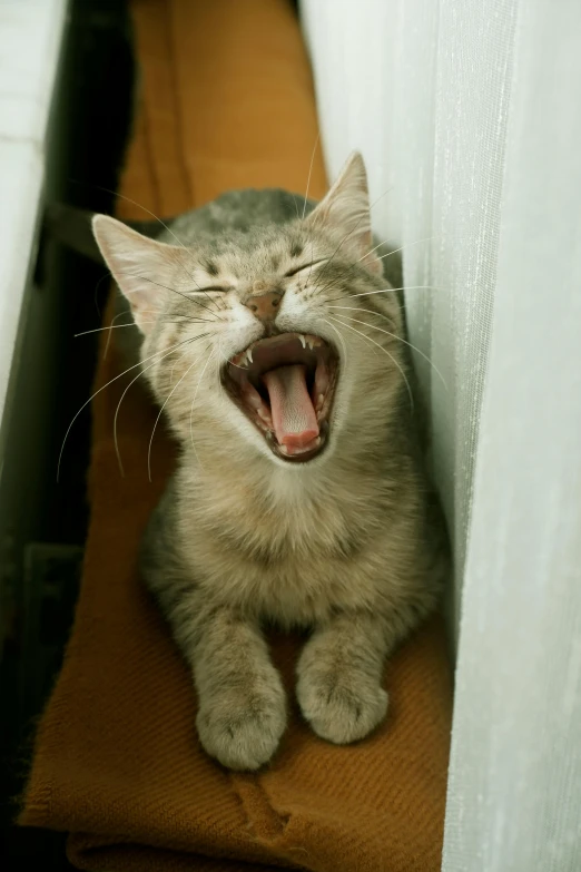 a cat with it's mouth open showing yawning on the floor