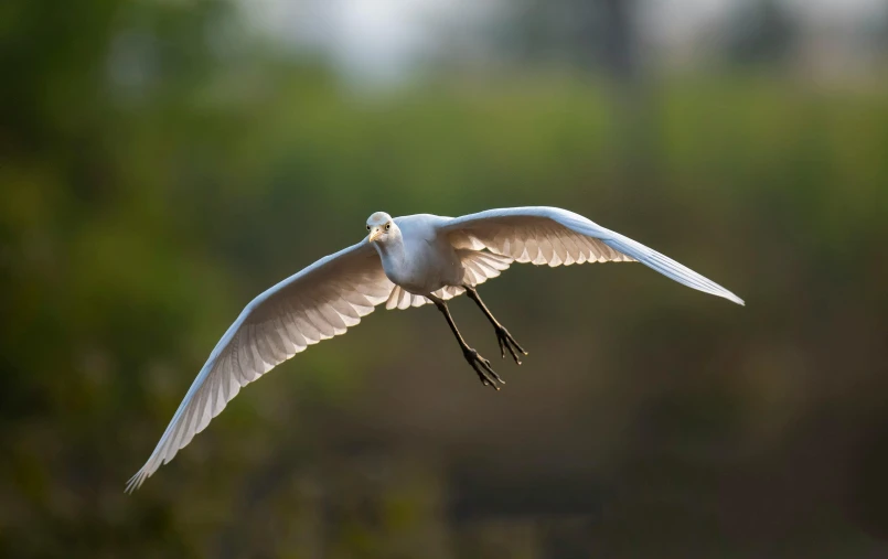 a bird is flying by some bushes