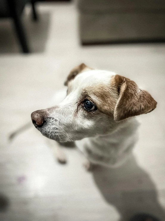 a small dog sits on the floor in front of the camera