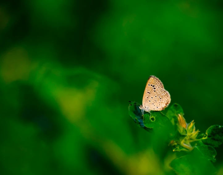 the small blue erfly is sitting on a green leaf
