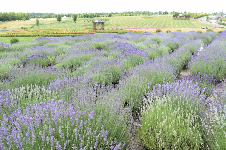 lavender fields are in bloom at this time of day