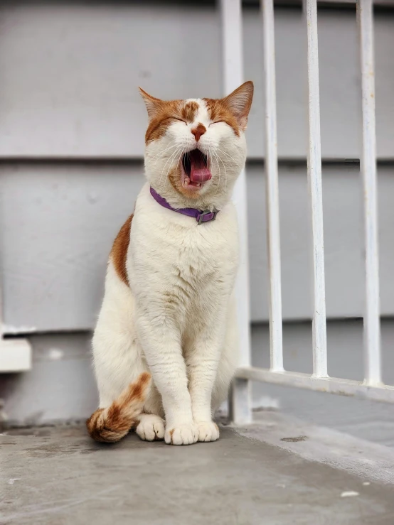 a white and orange cat yawning outside on the steps