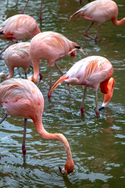 five flamingos stand in water looking for food
