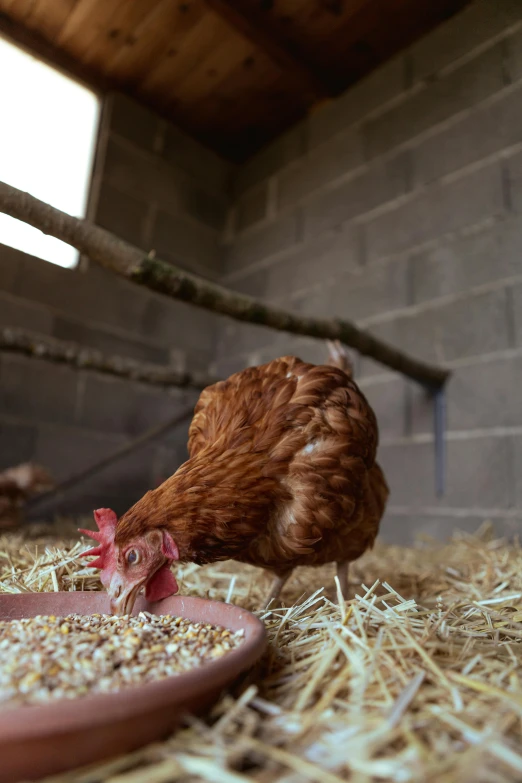 the chicken is looking for food in its hen inclosure