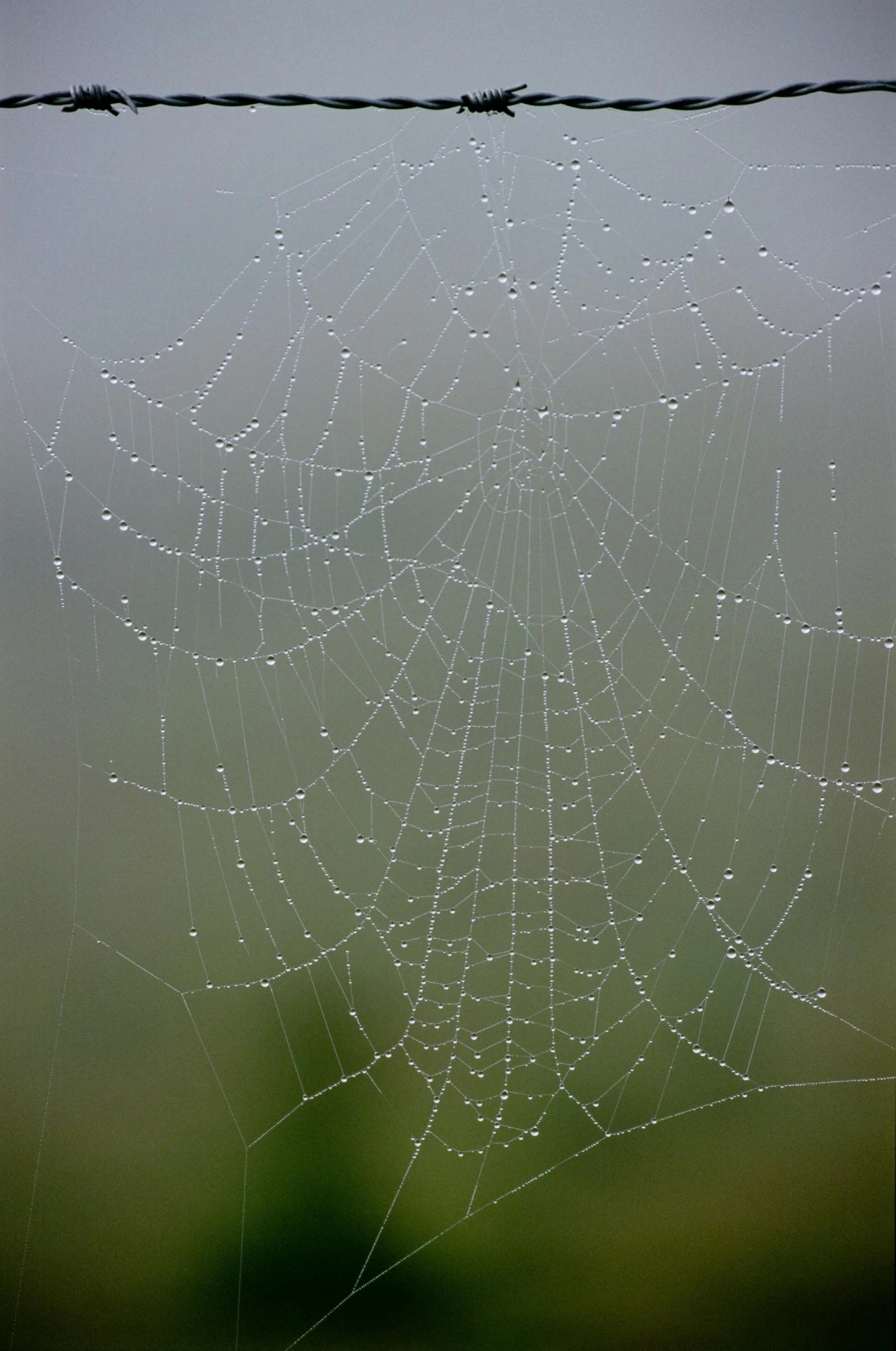 a web with droplets of dew on it sitting next to a barbed wire fence