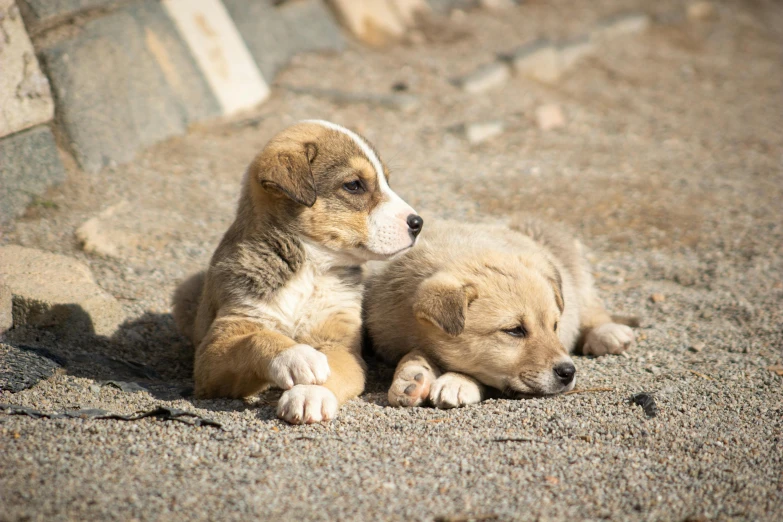 two puppies lying down on the sand near rocks