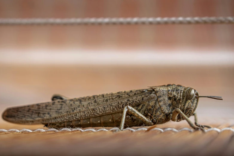 a grasshopper insect sitting on a piece of wood