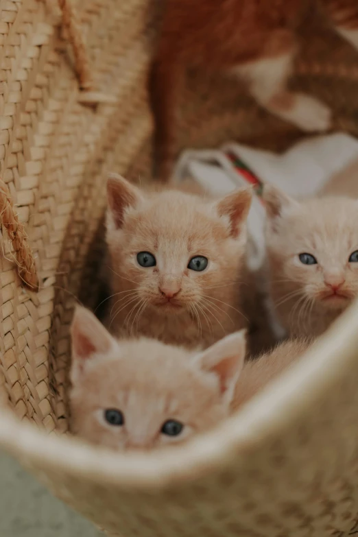 a group of cats in a basket staring straight into the camera