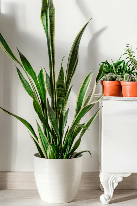 two potted plants on a table with a white shelf and two brown and green plants