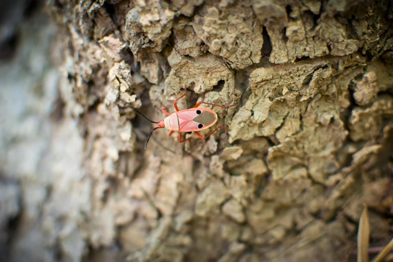 a red insect on a tree nch in the sun