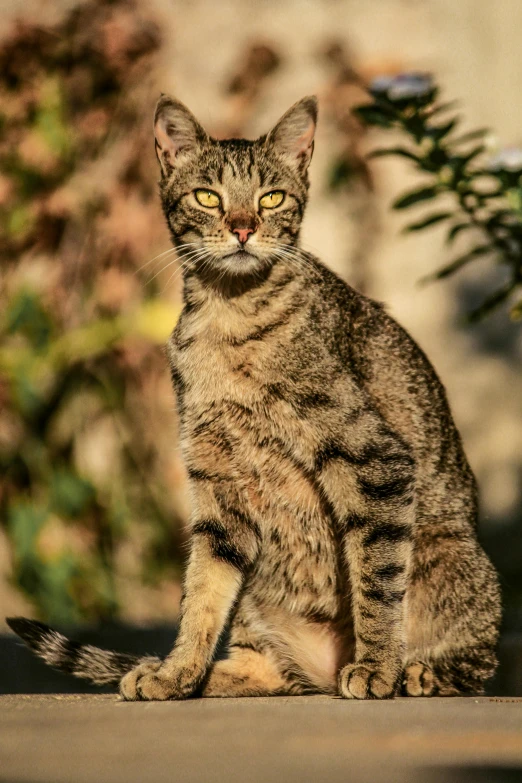 a kitten with a bright yellow eye and green eyes