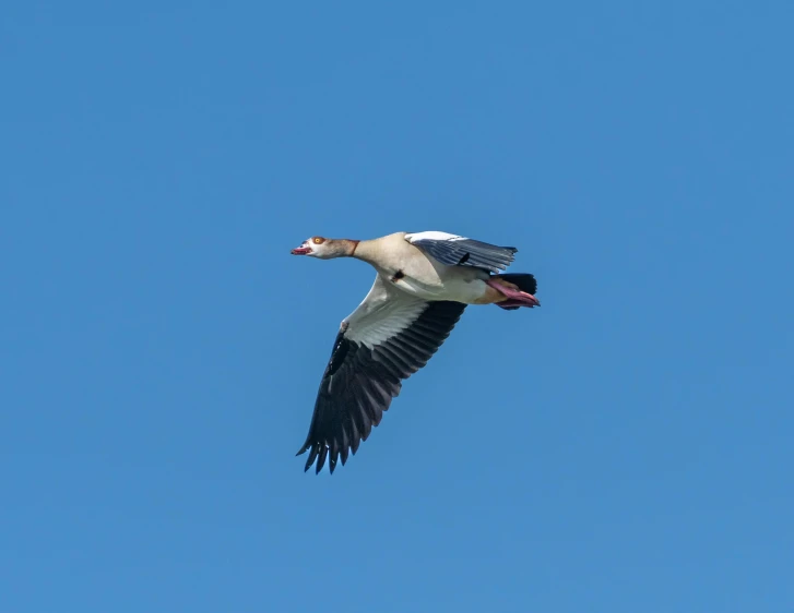 a goose is flying against the sky with its mouth open