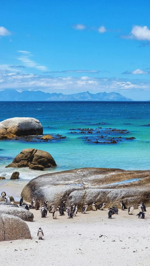 many penguins that are sitting on the beach