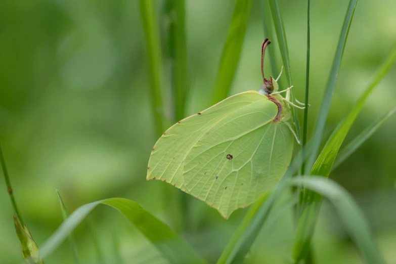 the small erfly is perched on a leaf