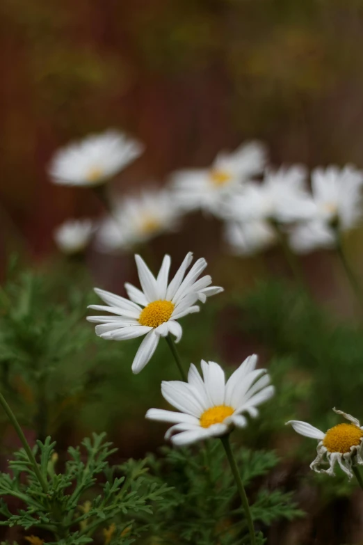 small white flowers with yellow centers in a garden