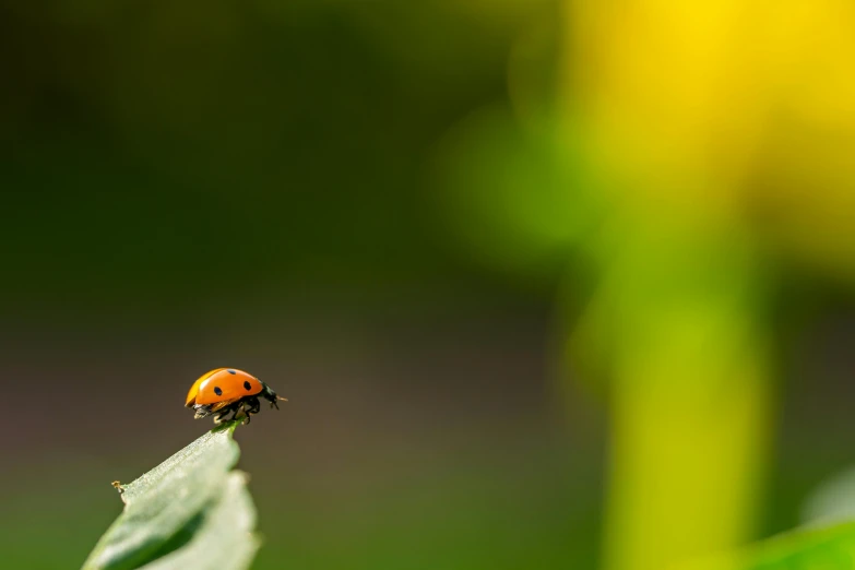 a lady bug sits on top of a leaf