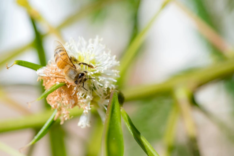 a honeybee with wings is flying past a flower