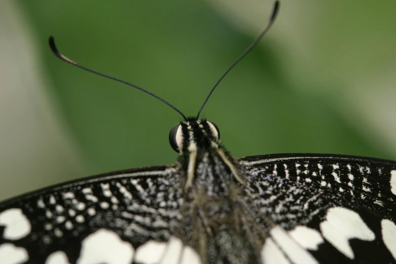 the black and white erfly is sitting on a leaf