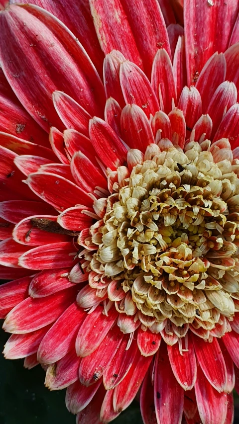 a bright, colored flower has white petals and yellow centers