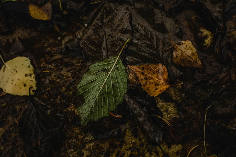 a fallen leaf laying on the ground covered in dirt