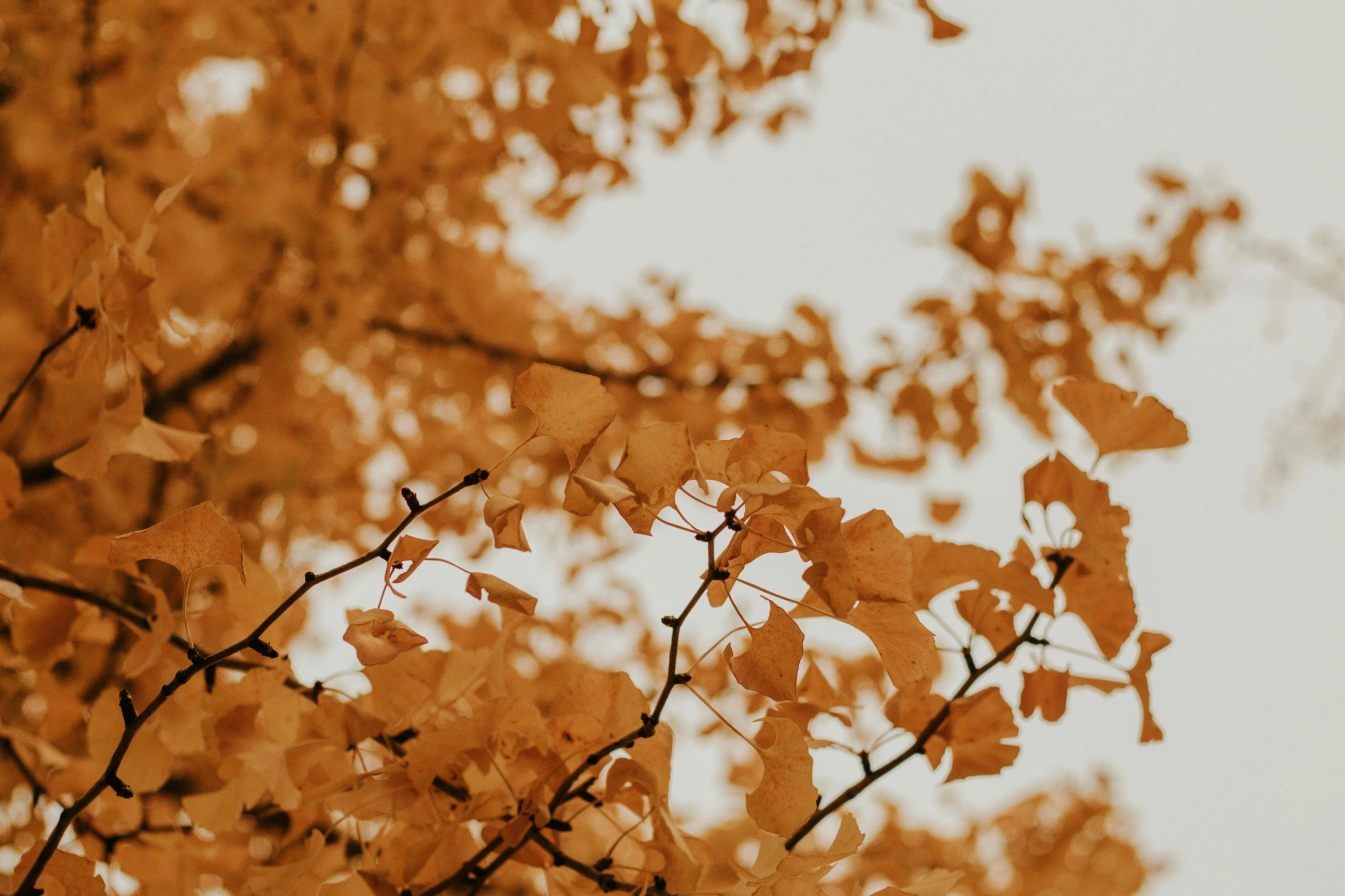 this is an image of autumn leaves that are on tree