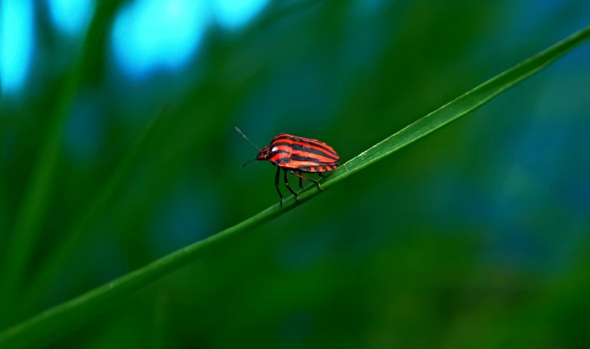 a striped bug is sitting on top of some green plants