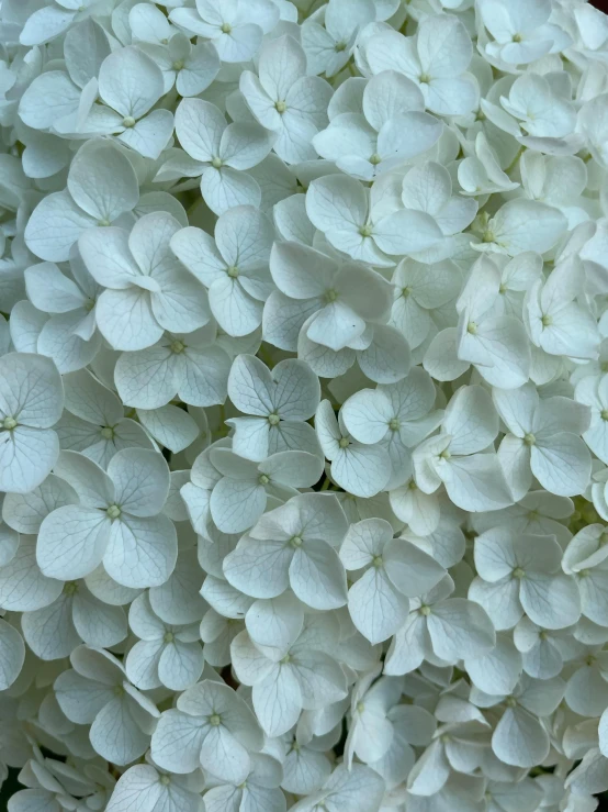 the top end of a bouquet of white flowers