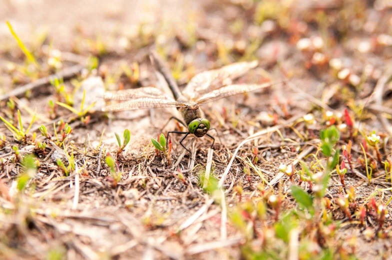 there is a small insect in the grass