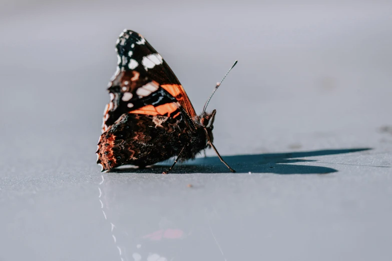 a erfly sitting on the floor and waiting for its next meal