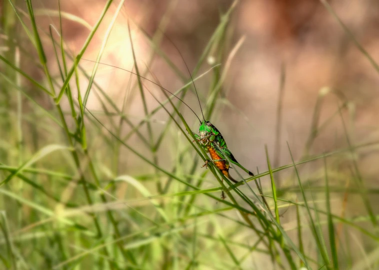 an insect standing on some very tall green grass