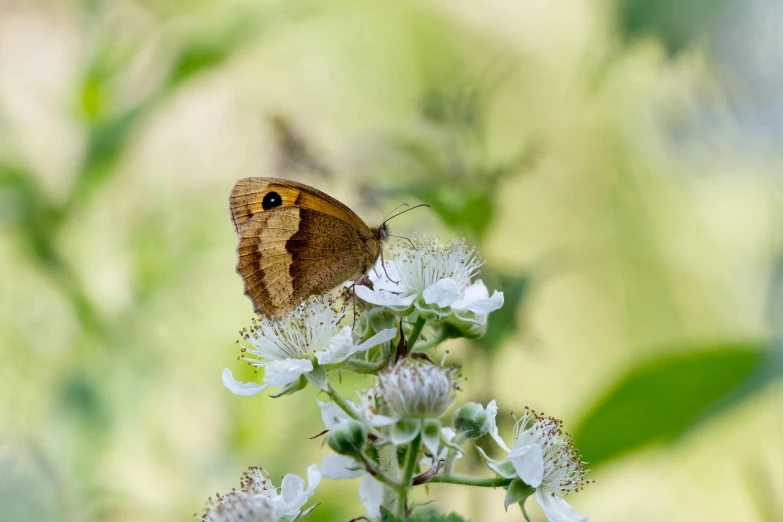 a erfly resting on the flowers of a flowering plant