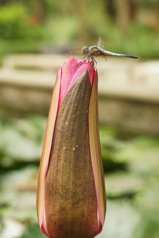 a large pink flower bud hanging upside down