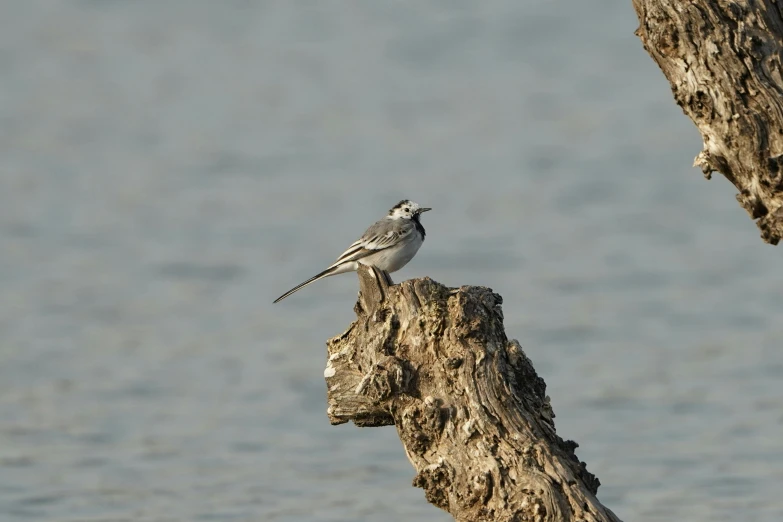 a bird sits on a tree stump by the water