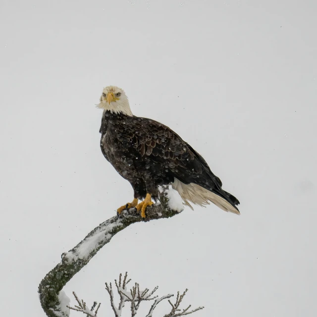 a black and white bird perched on top of a tree