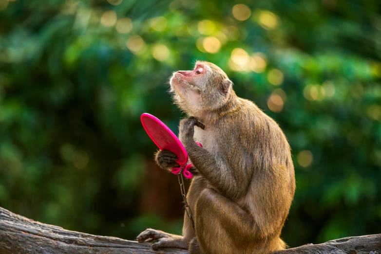 a monkey with it's hands holding a red frisbee