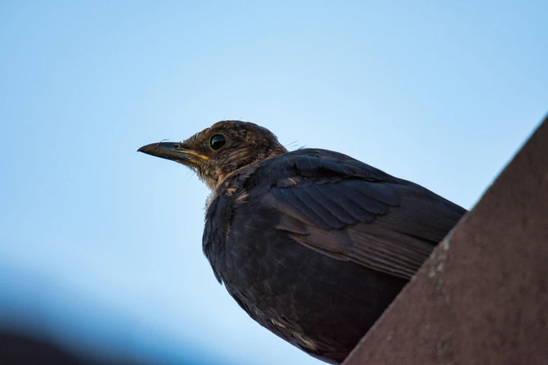a black bird sitting on a roof