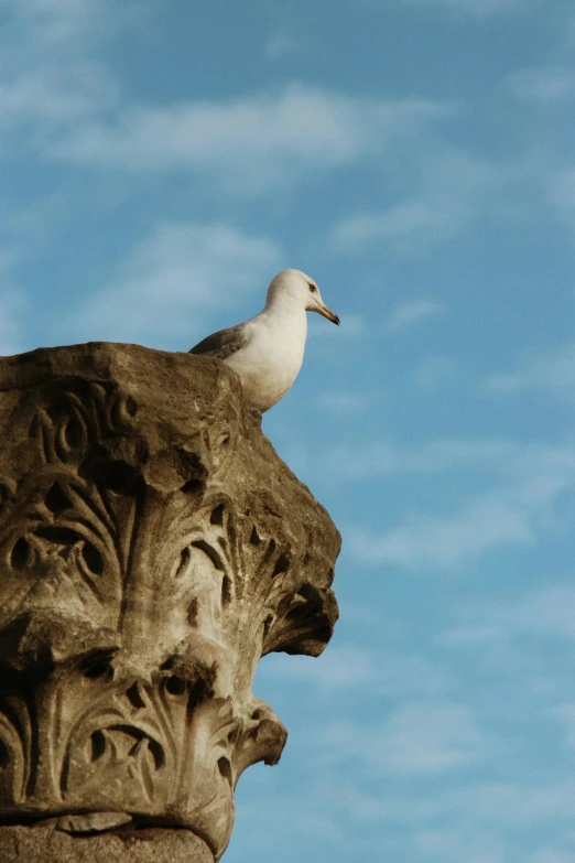 a seagull standing on the corner of a stone carved building