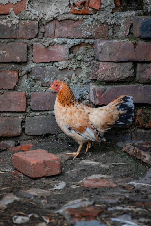 a small chicken standing on some bricks