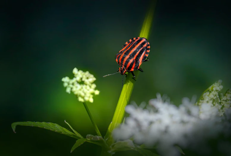 a bug sits on a blade of grass