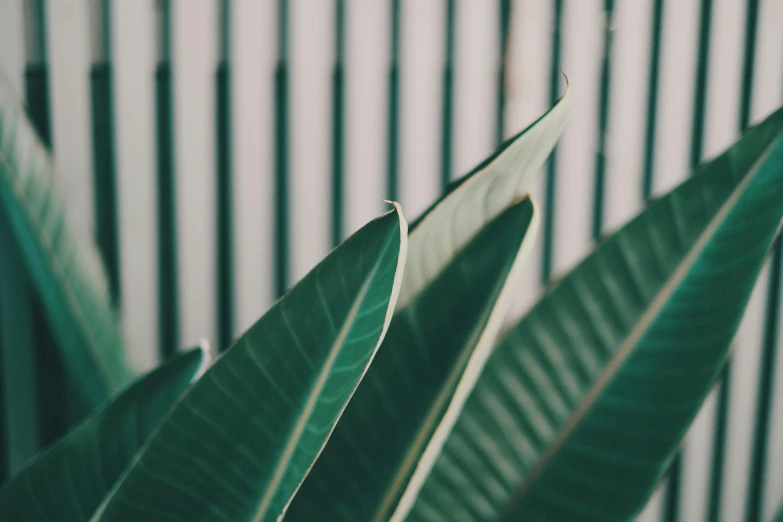 a large green plant against a fence