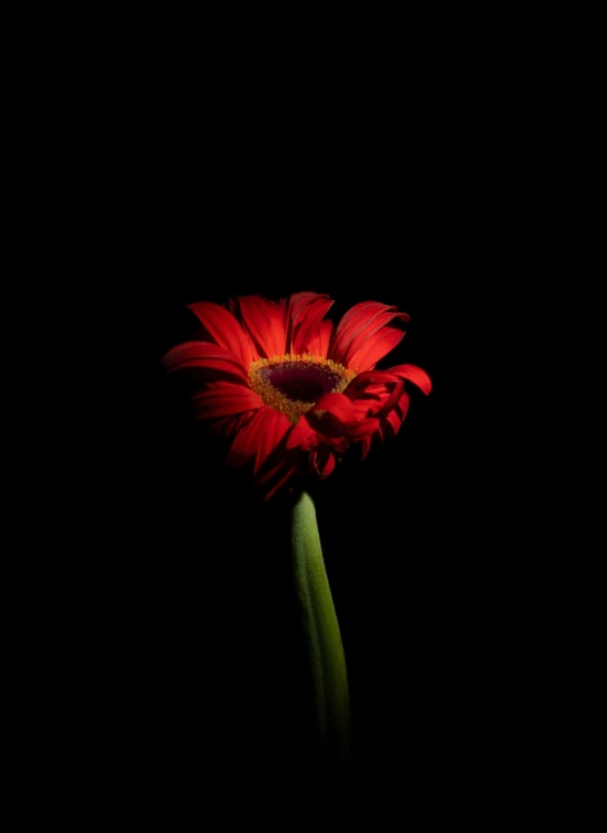 red flower in black vase against a dark background