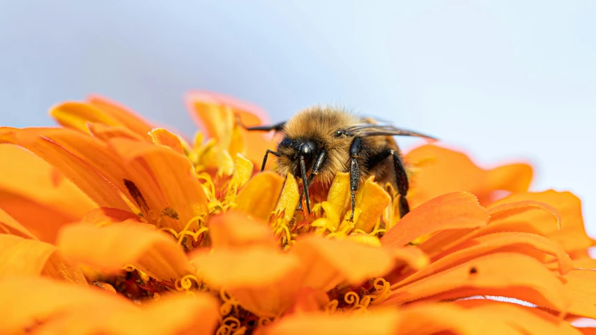 a bee that is sitting on a yellow flower